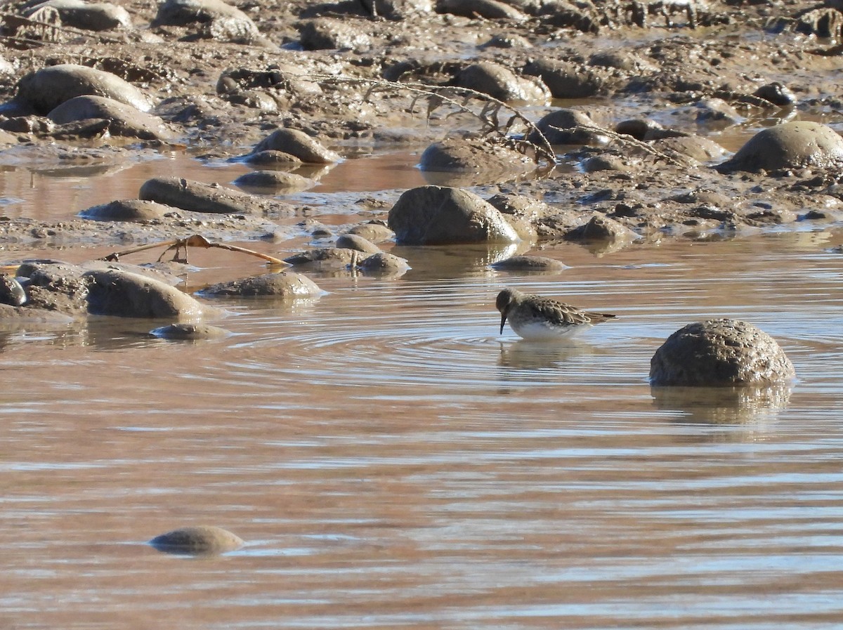 Песочник-крошка - ML646599464
