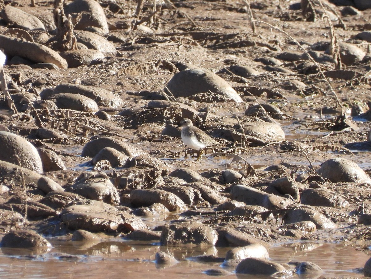 Песочник-крошка - ML646599465