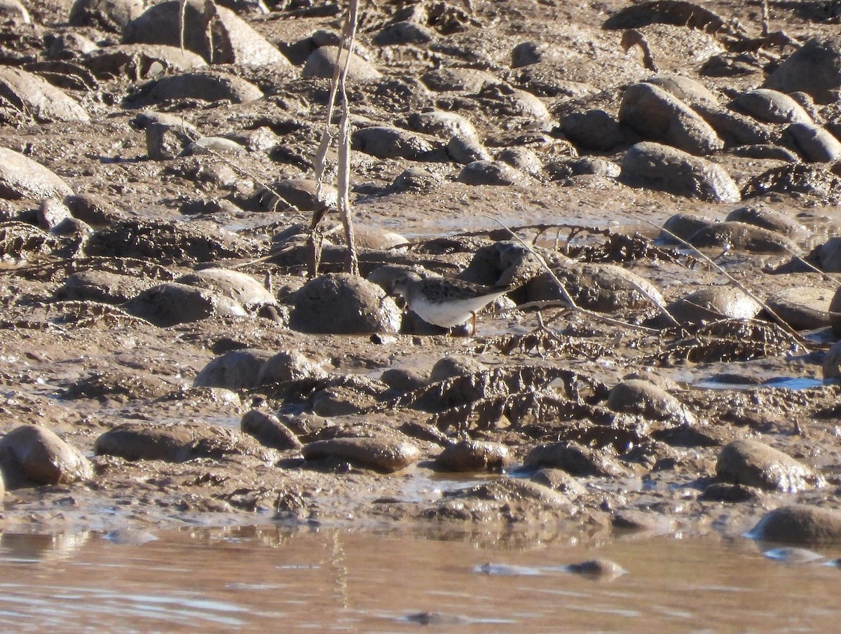 Песочник-крошка - ML646599467