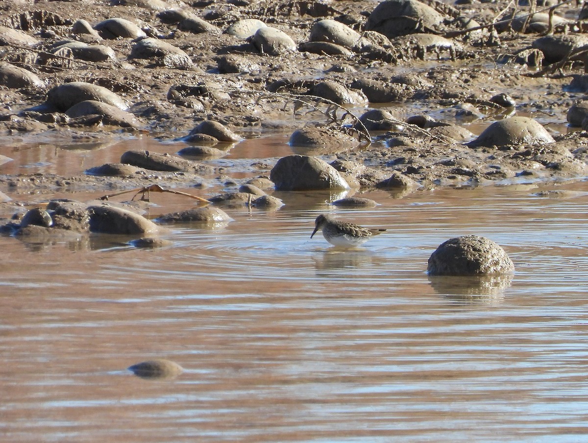 Песочник-крошка - ML646599468