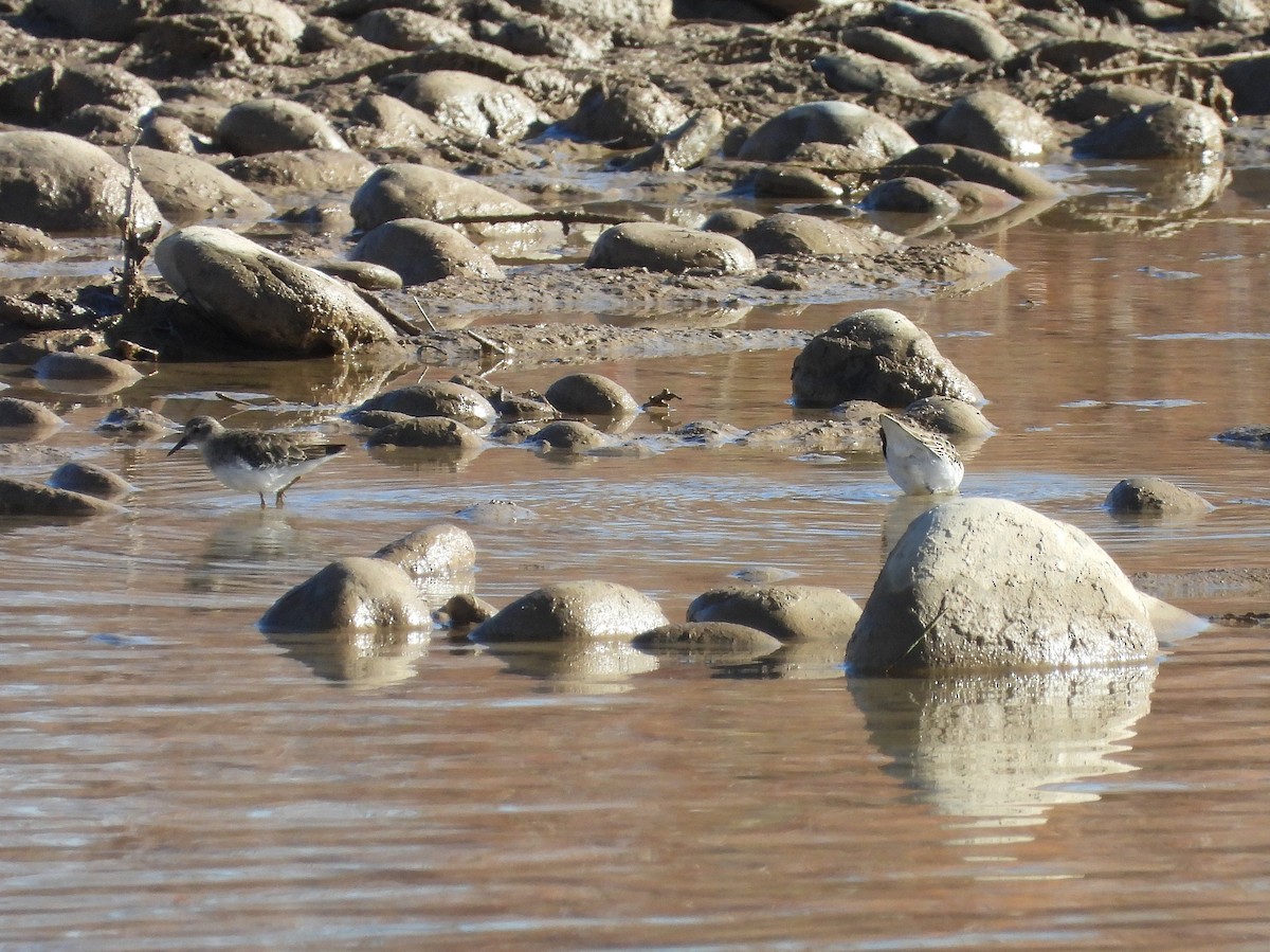 Песочник-крошка - ML646599469