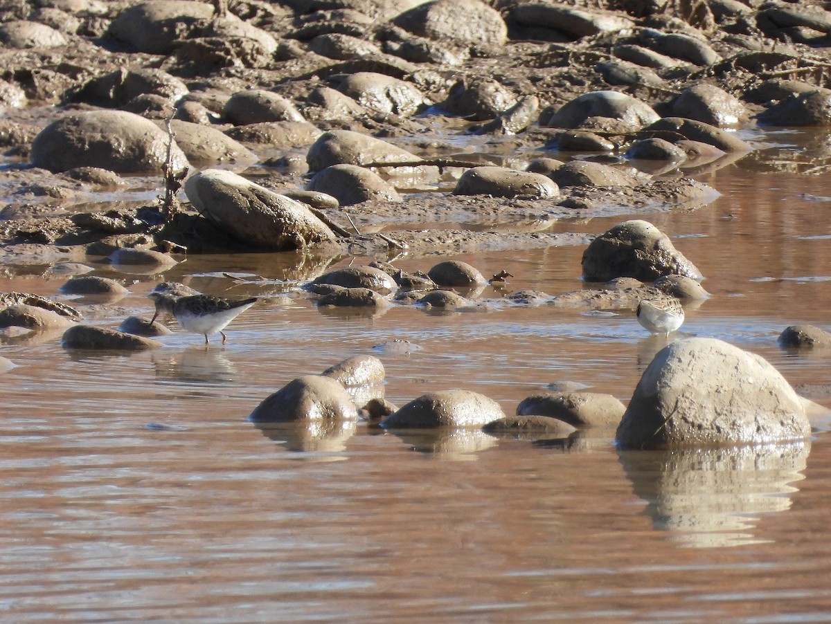 Песочник-крошка - ML646599470