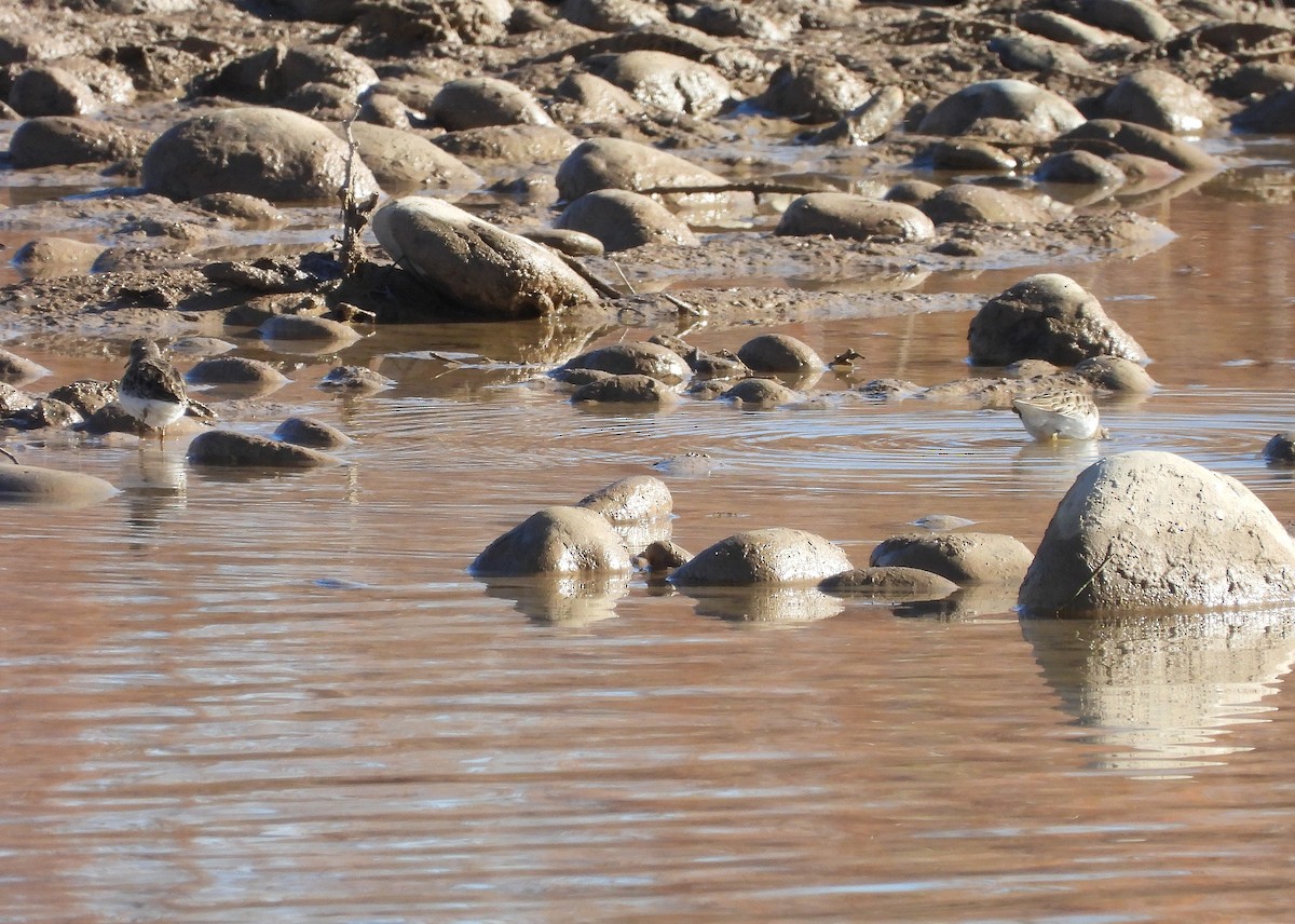 Песочник-крошка - ML646599471