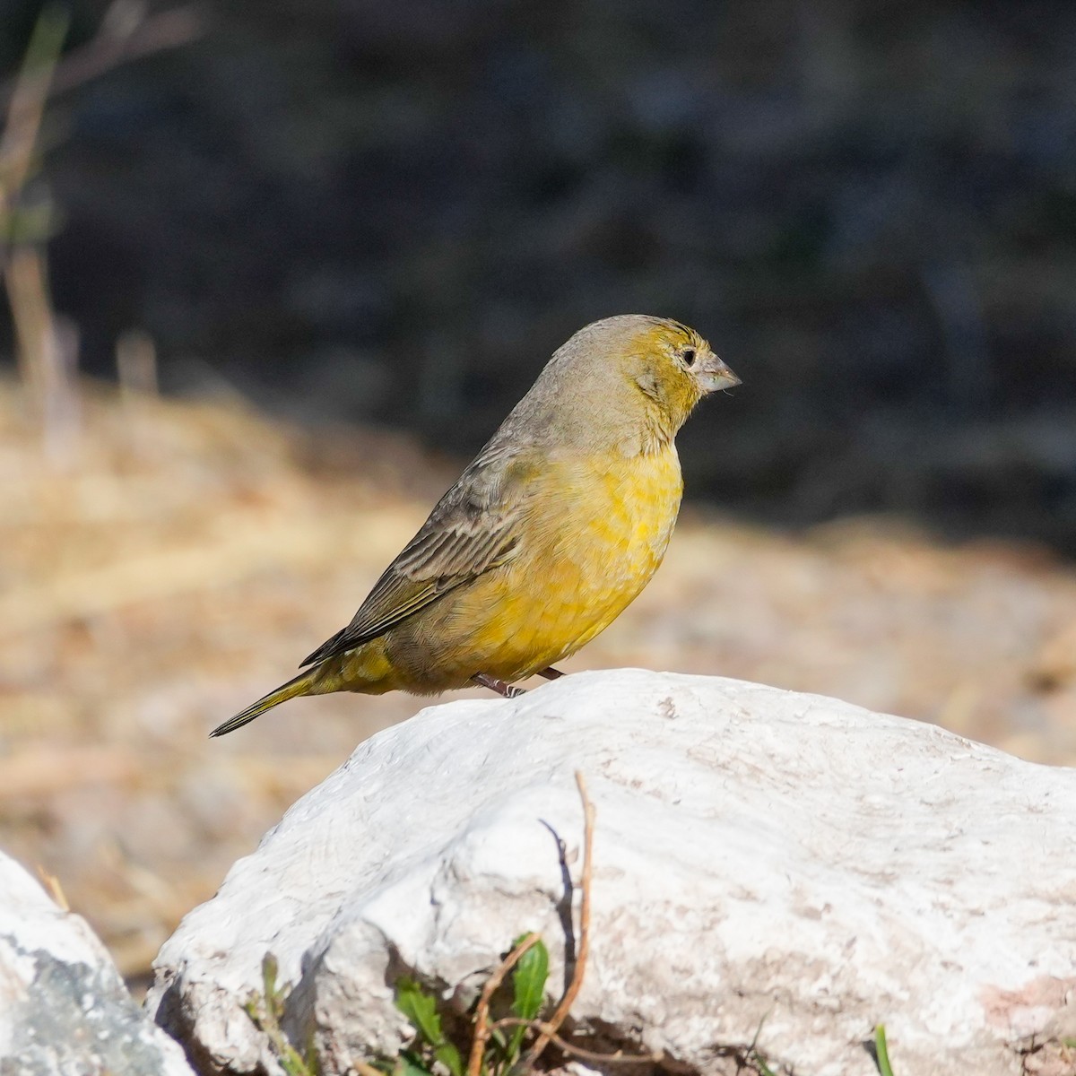 gusjespurv - ML646599474