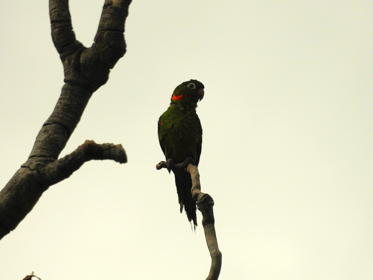 White-eyed Parakeet - ML646599475