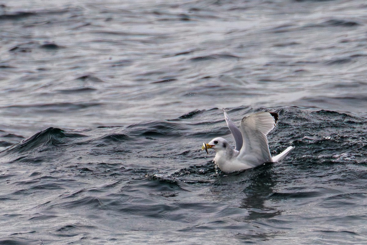 Kara Ayaklı Martı - ML646599477