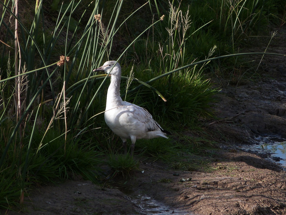 Snow Goose - ML646599478