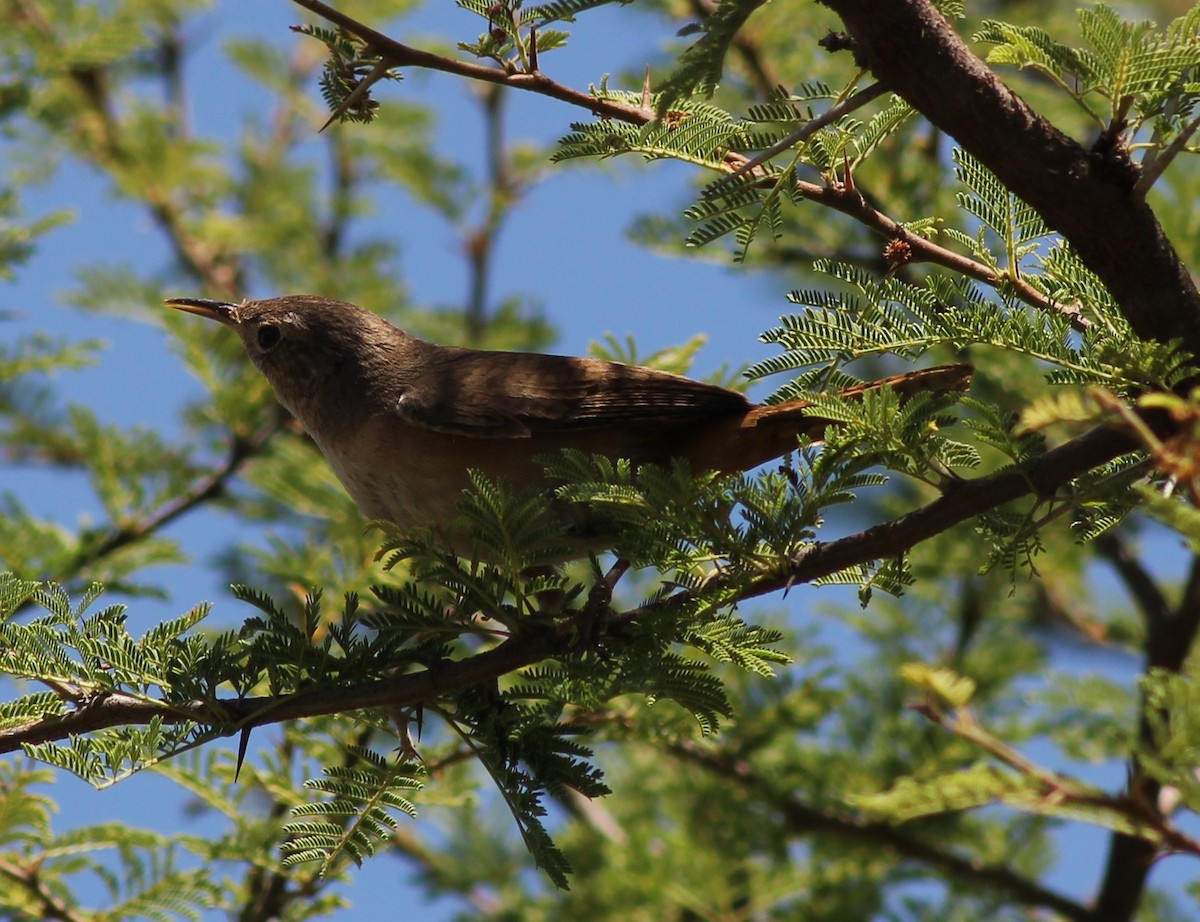 Southern House Wren - ML646599485