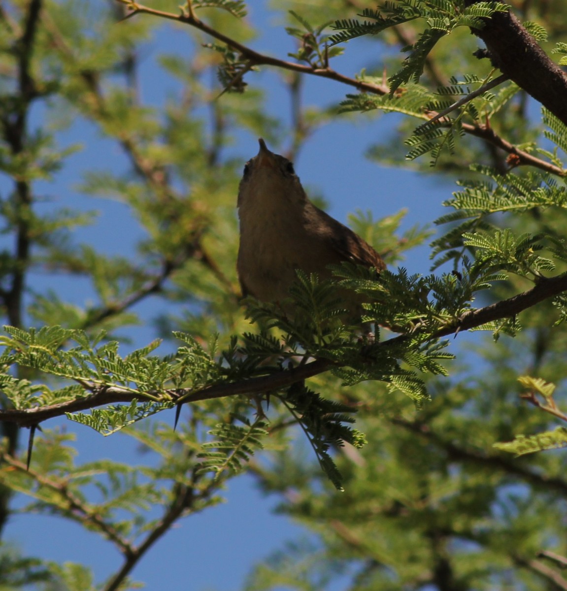 Southern House Wren - ML646599486
