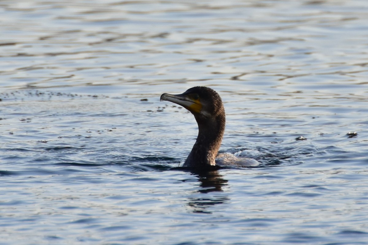 Karabatak - ML646599487