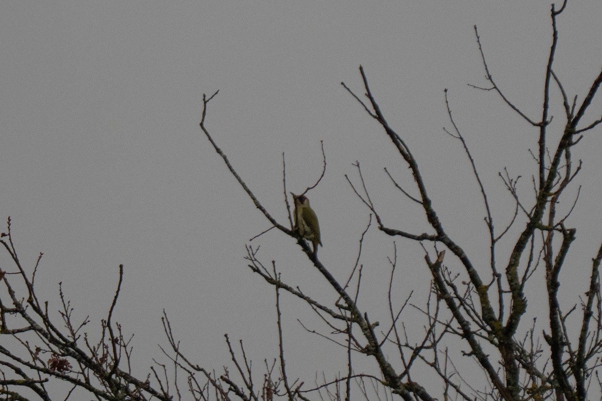 נקר ירוק - ML646599490