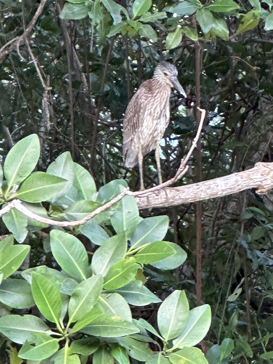 אנפת לילה צהובת-כיפה - ML646599491