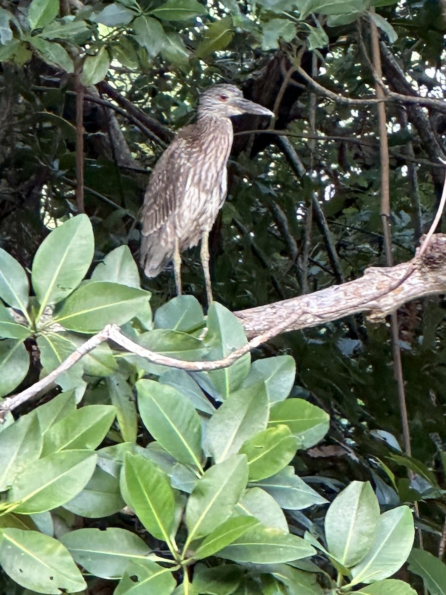 אנפת לילה צהובת-כיפה - ML646599492