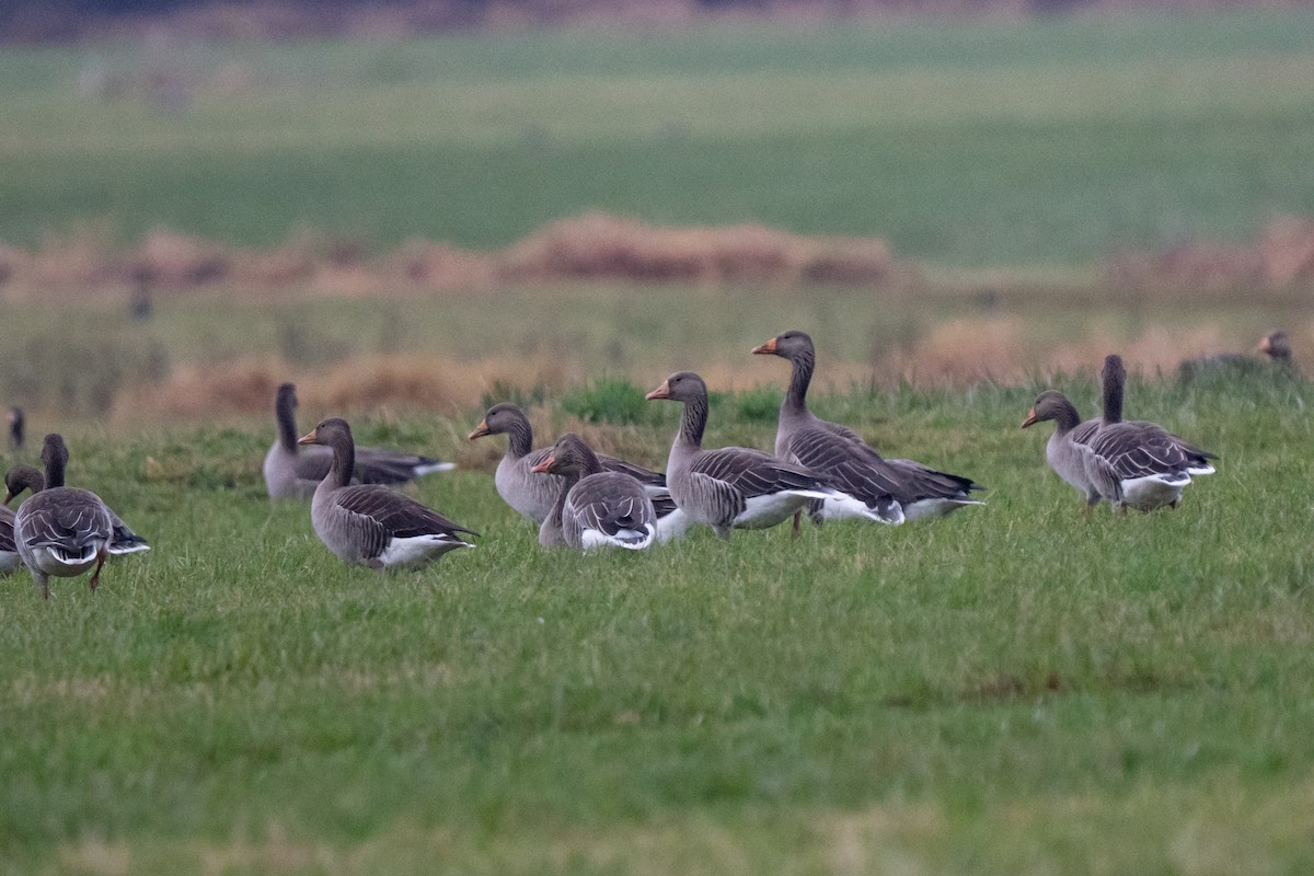 Graylag Goose - ML646599498