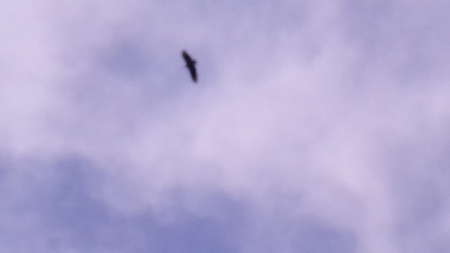 Катарта чорна - ML646599503