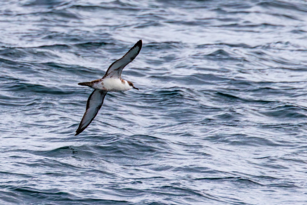 Great Shearwater - ML646599504