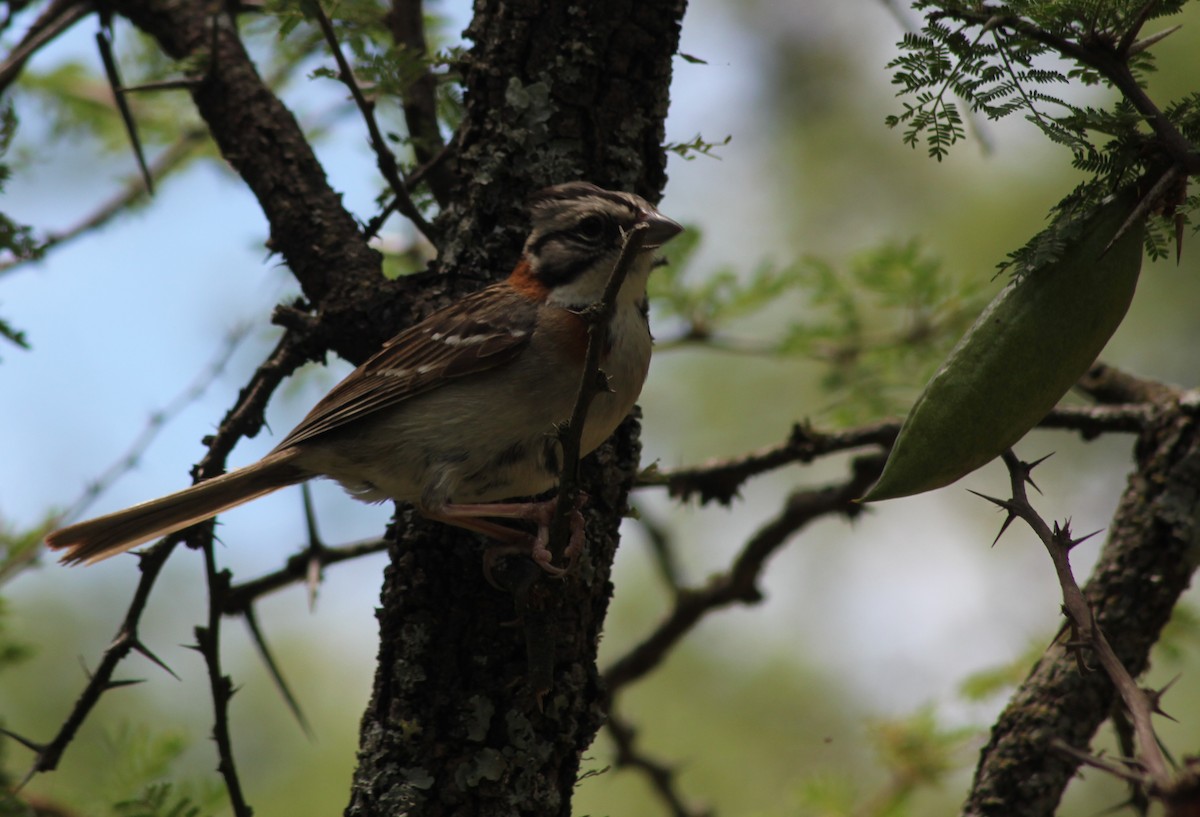 Morgenammer - ML646599510