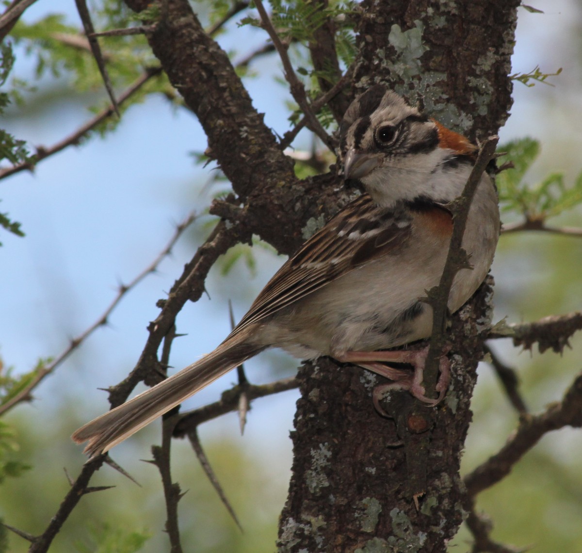 Morgenammer - ML646599511