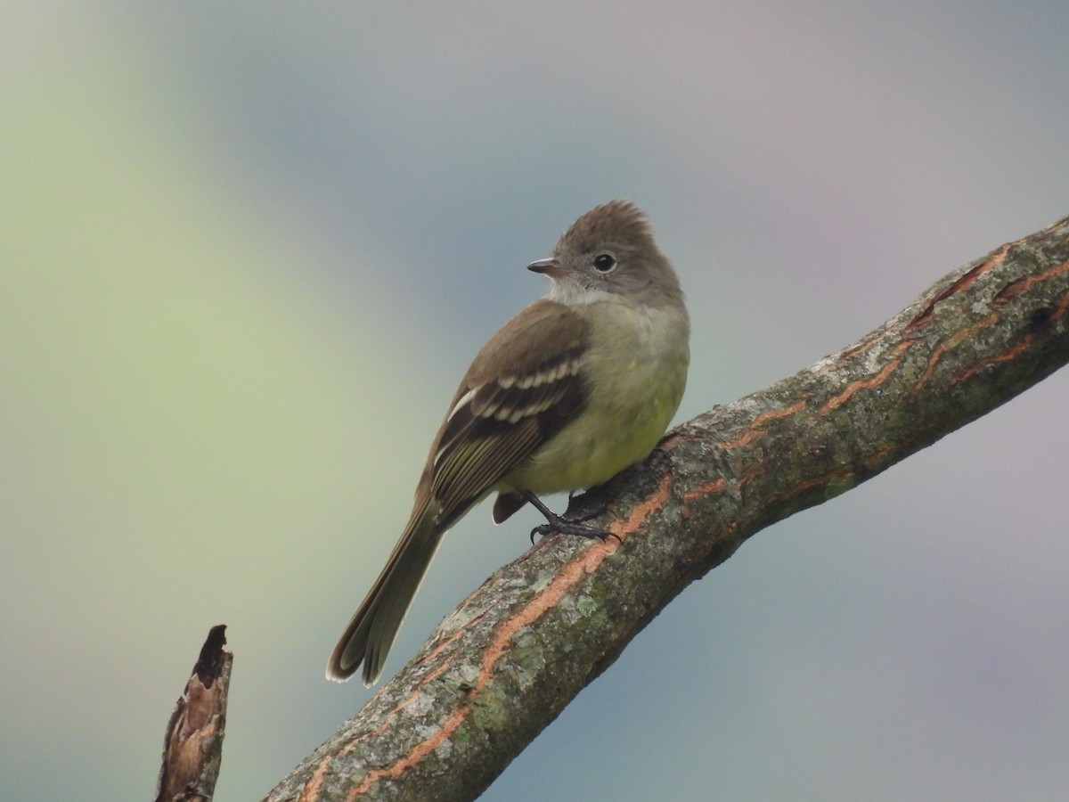 Yellow-bellied Elaenia - ML646599512