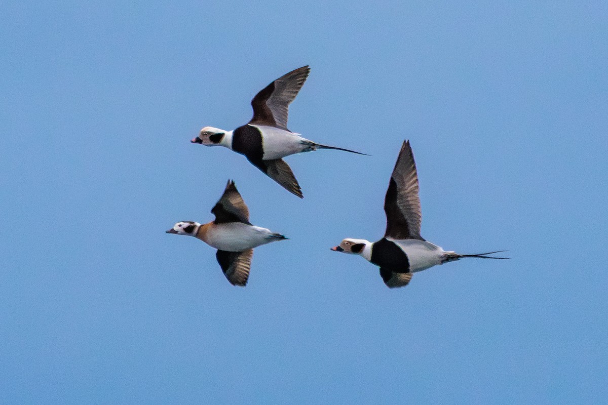 Long-tailed Duck - ML646599513
