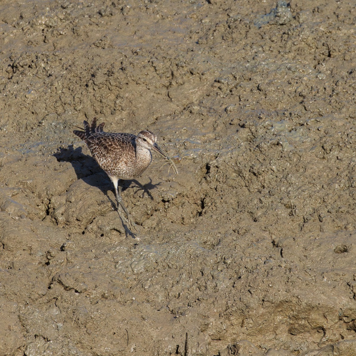 Amerika Sürmeli Kervançulluğu - ML646599515