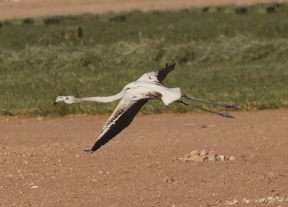 Ягаан нал - ML646599517