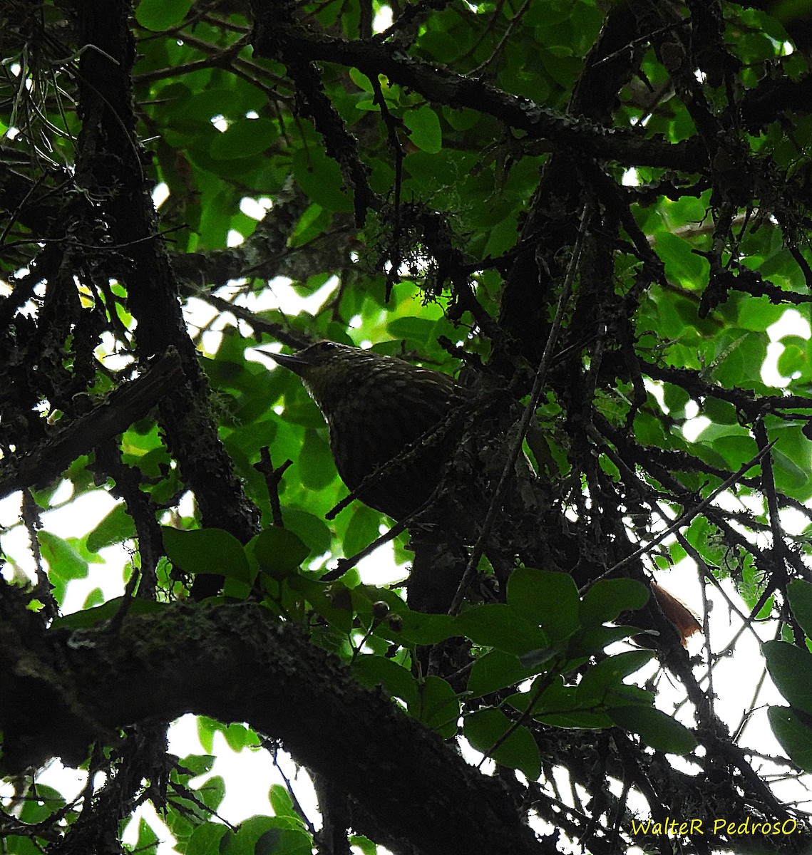 Buff-browed Foliage-gleaner - ML646599518