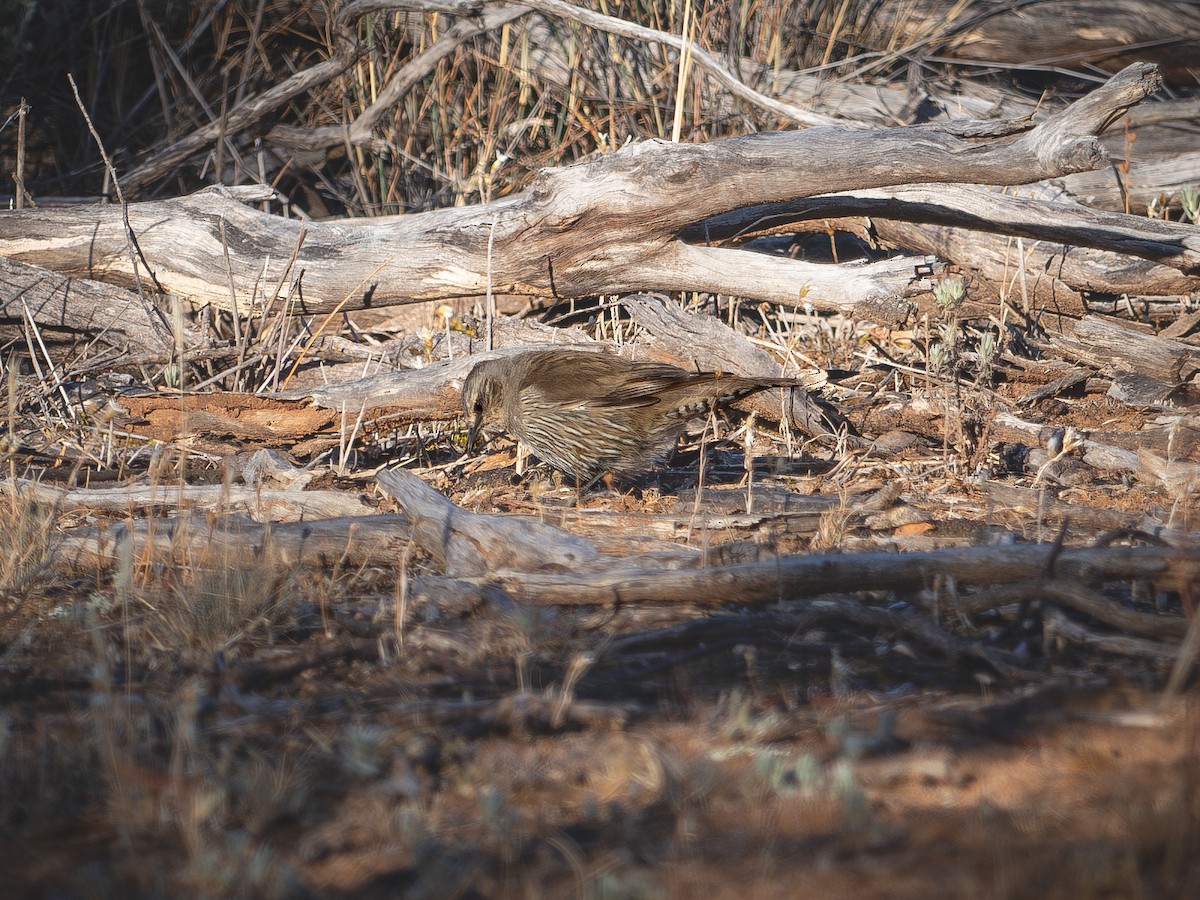 Brown Treecreeper (Southern) - ML646599519