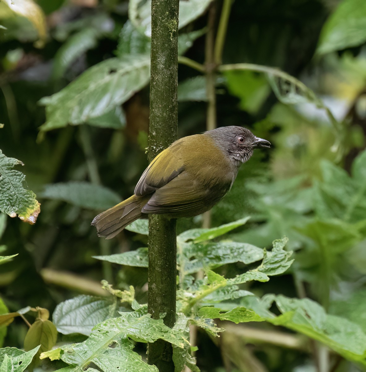 Dusky Chlorospingus - ML646599520