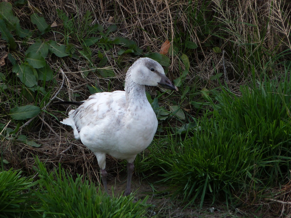 Snow Goose - ML646599521