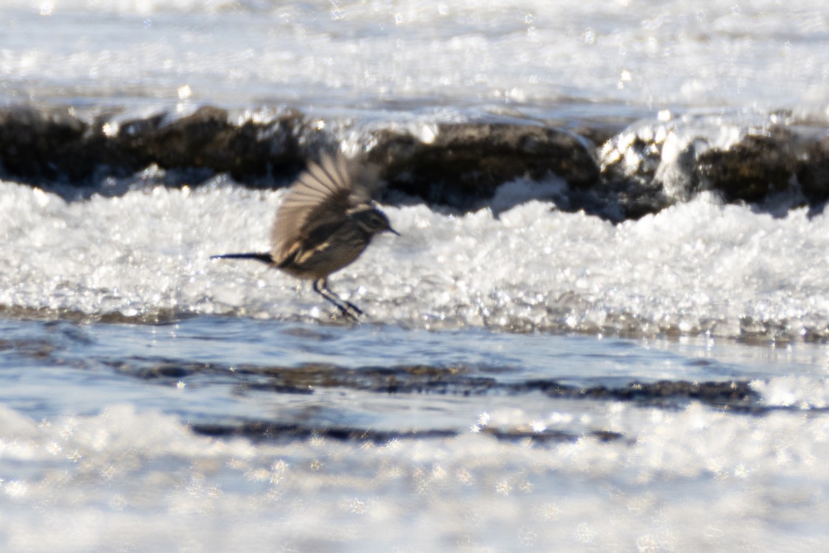 linduška tundrová - ML646599522