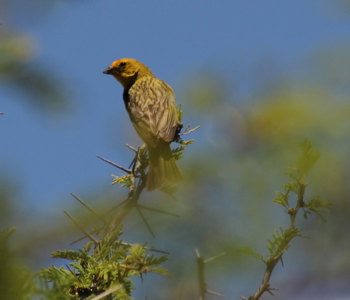 Saffron Finch - ML646599523