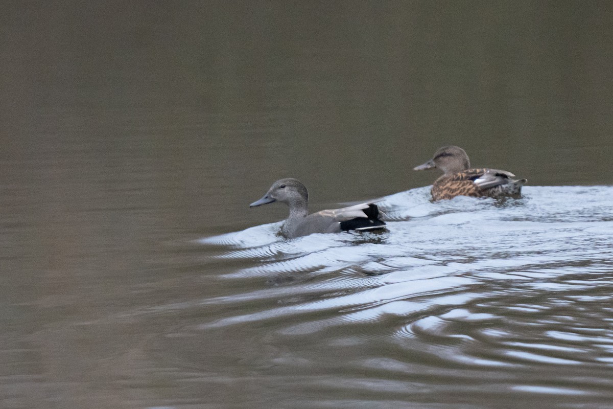 Gadwall - ML646599528