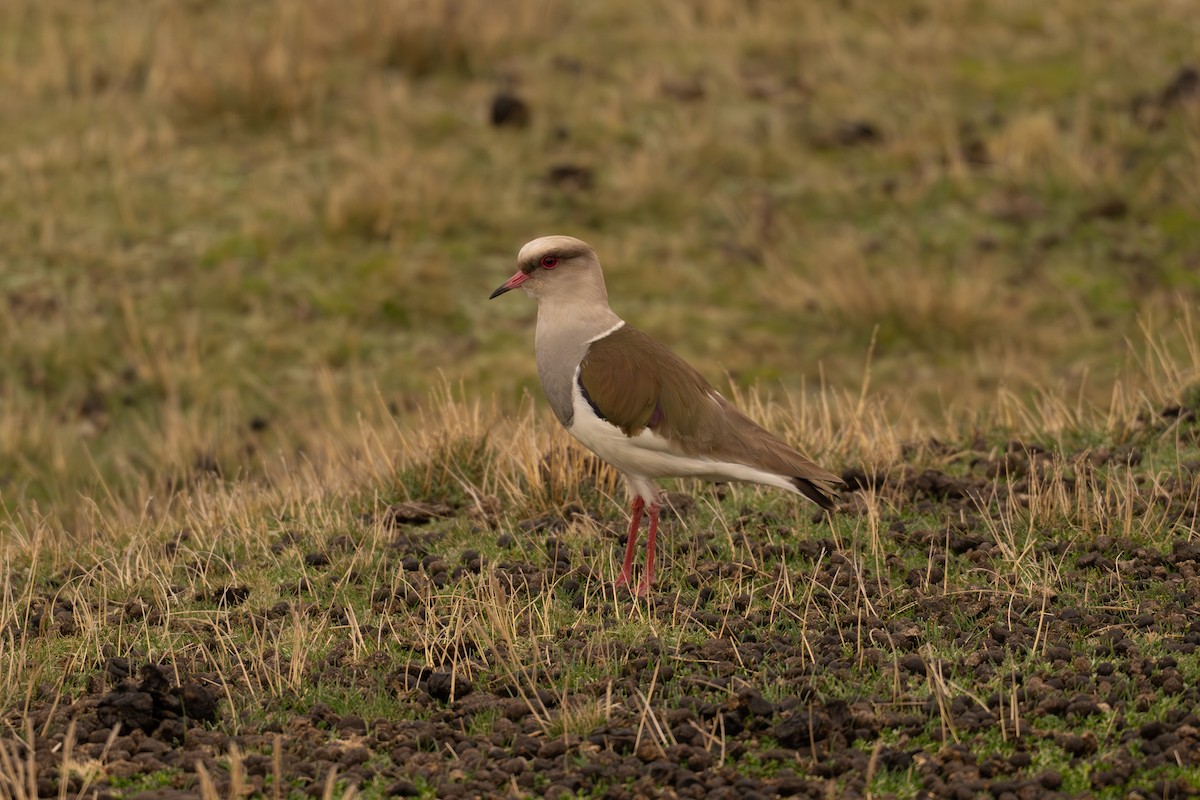 Andean Lapwing - ML646599530