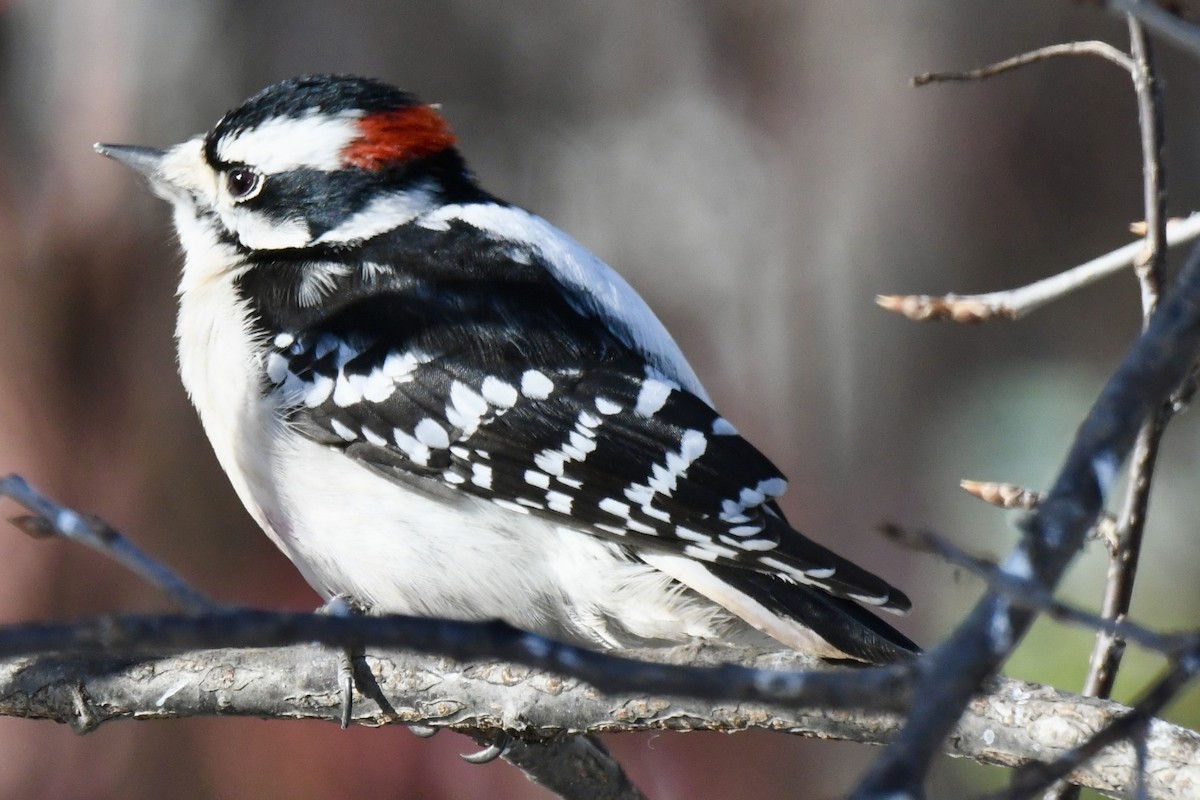 Downy Woodpecker - ML646599539