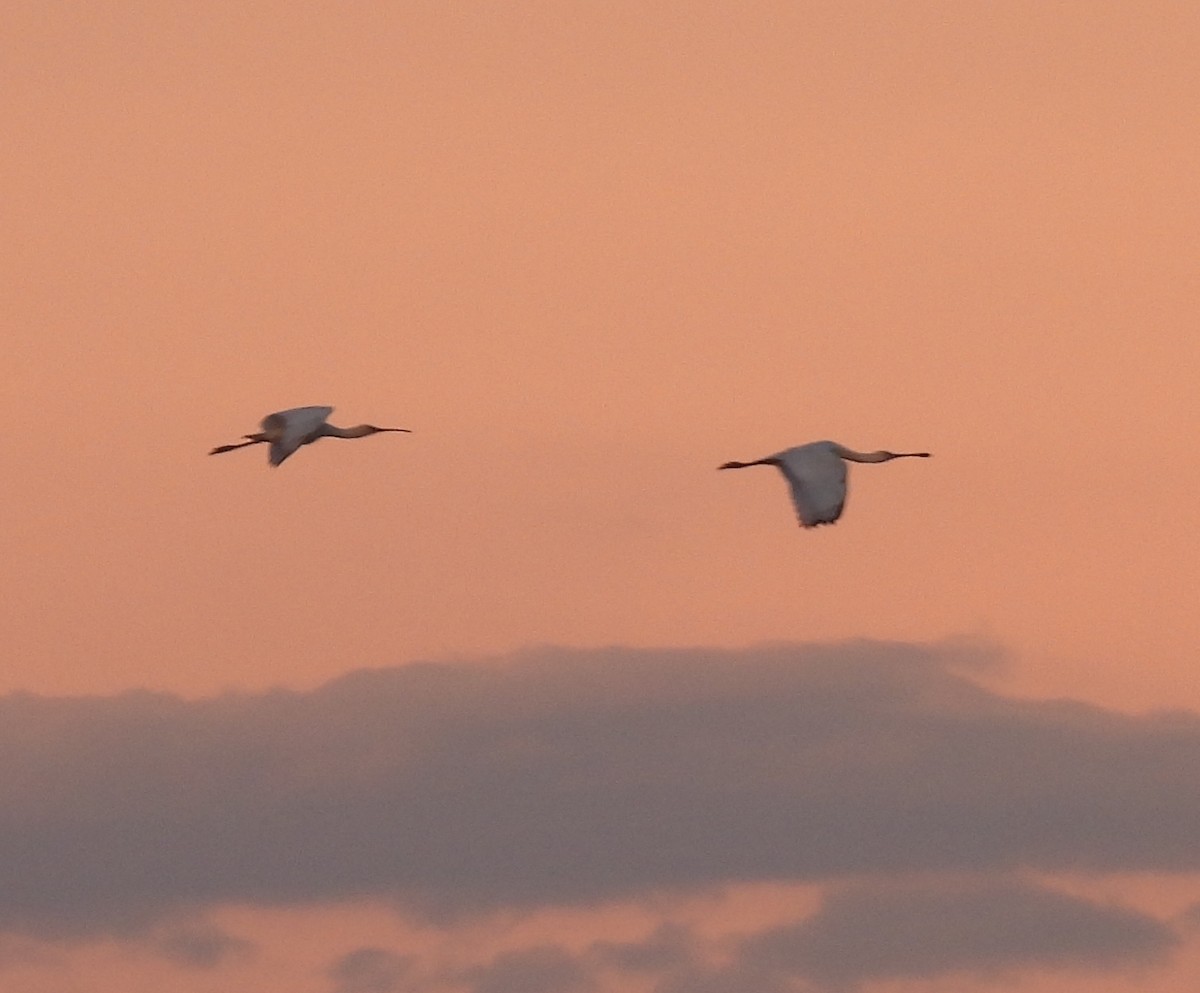 Spatule d'Afrique - ML646599540