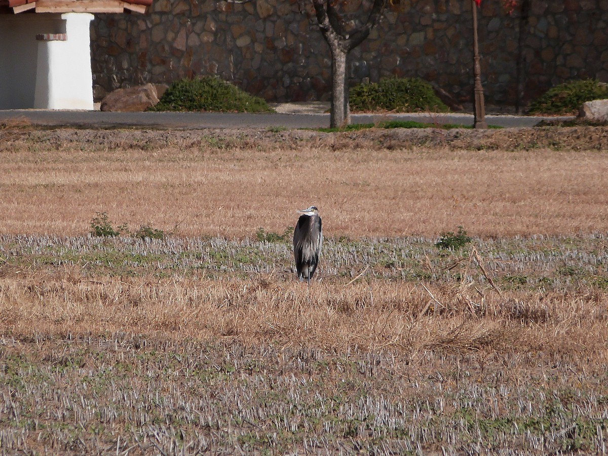 Great Blue Heron - ML646599541