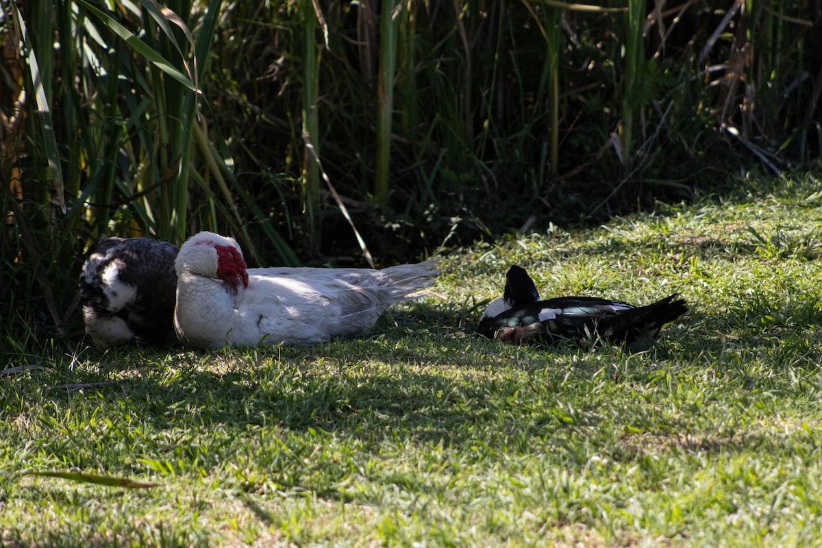 pižmovka americká (domestikovaná) - ML646599545