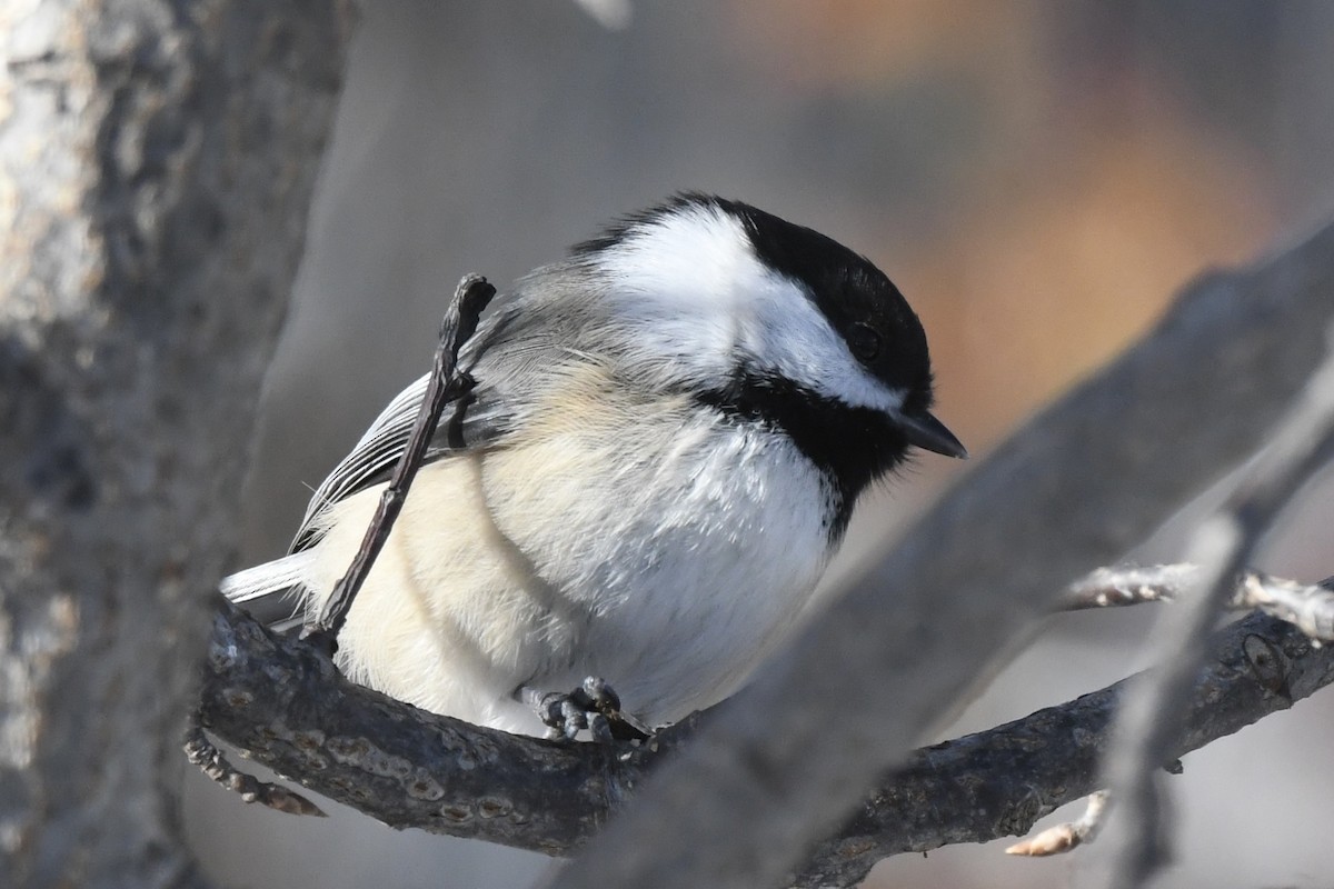 Black-capped Chickadee - ML646599547
