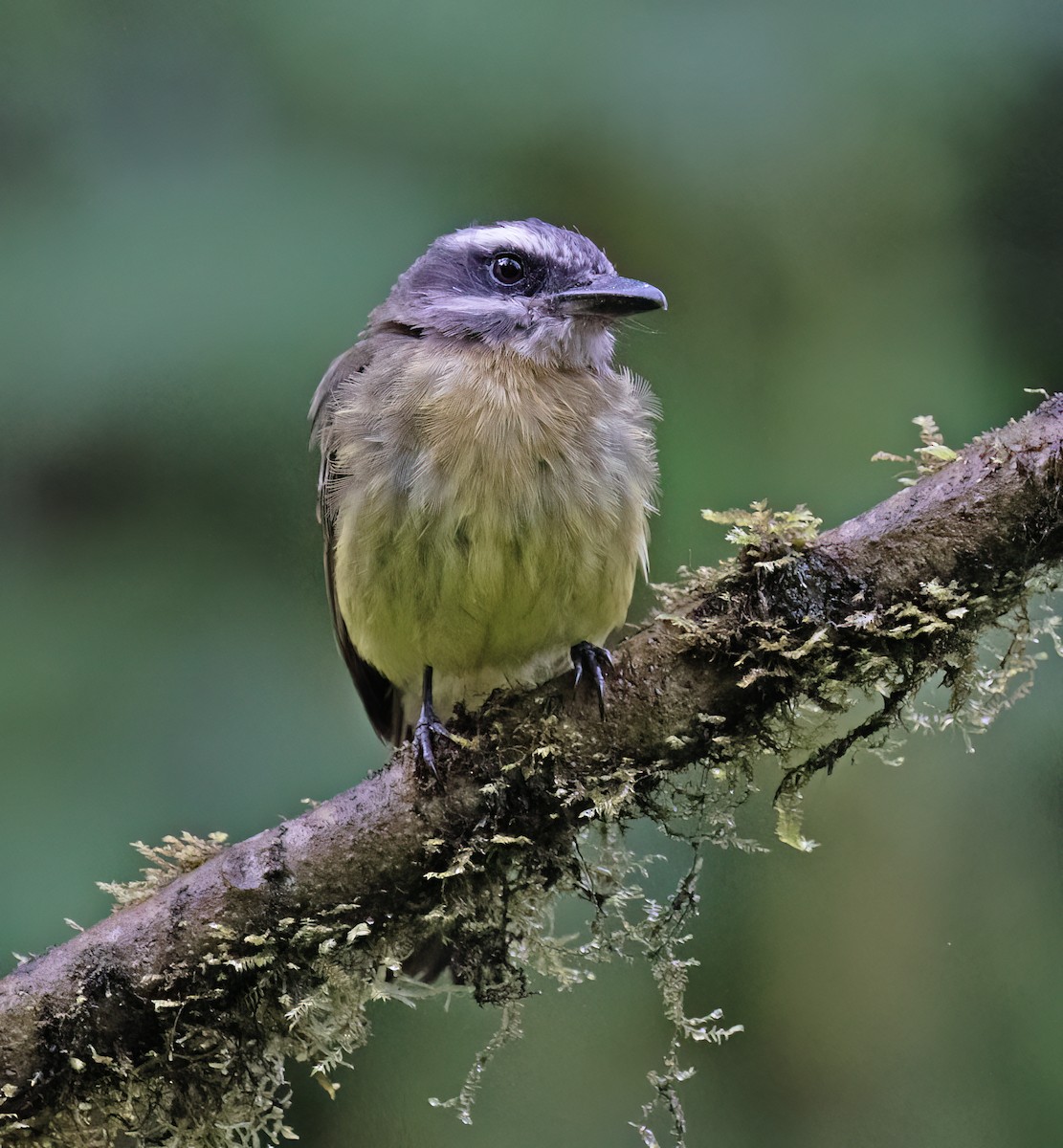 Tyran à ventre d'or - ML646599550