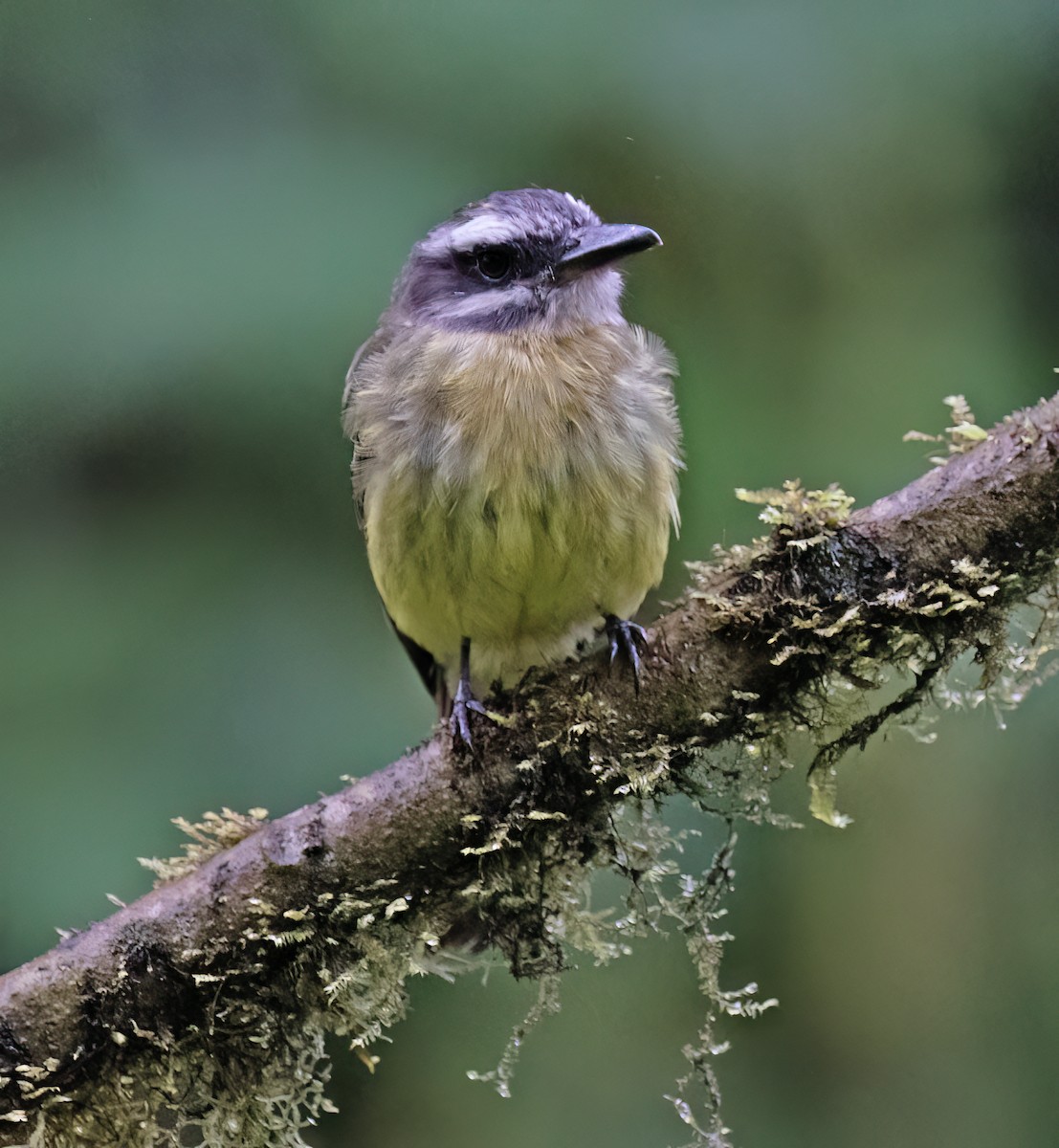 Tyran à ventre d'or - ML646599551