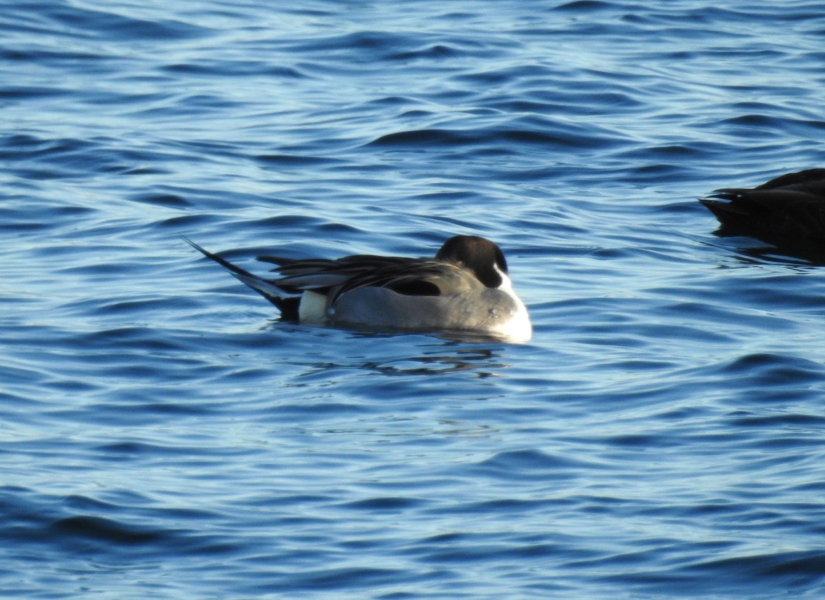 Northern Pintail - ML646599552