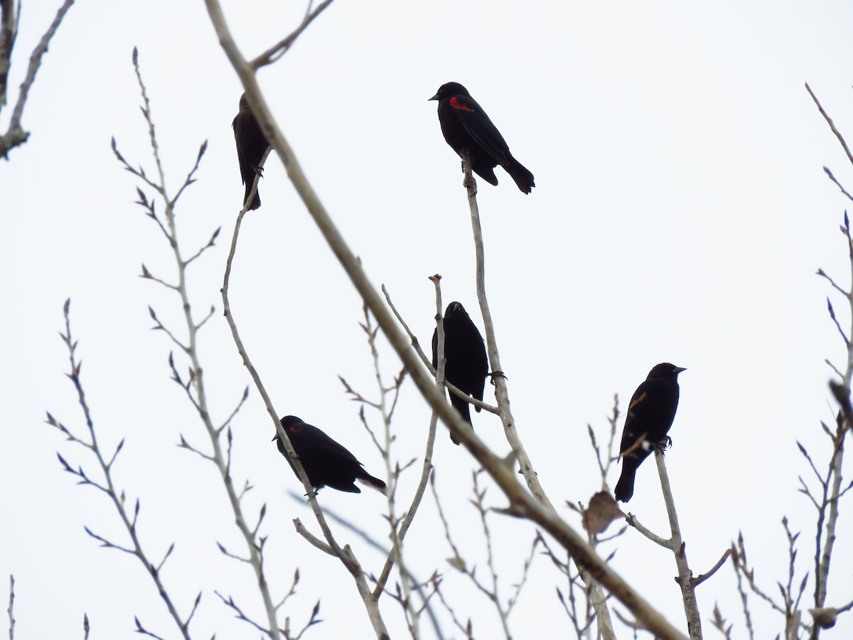 Red-winged Blackbird - ML646599553