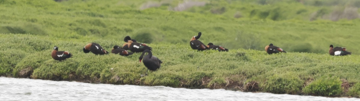 Australian Shelduck - ML646599556