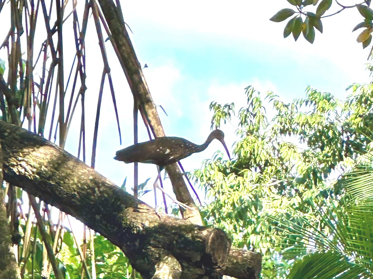 Limpkin - ML646599557