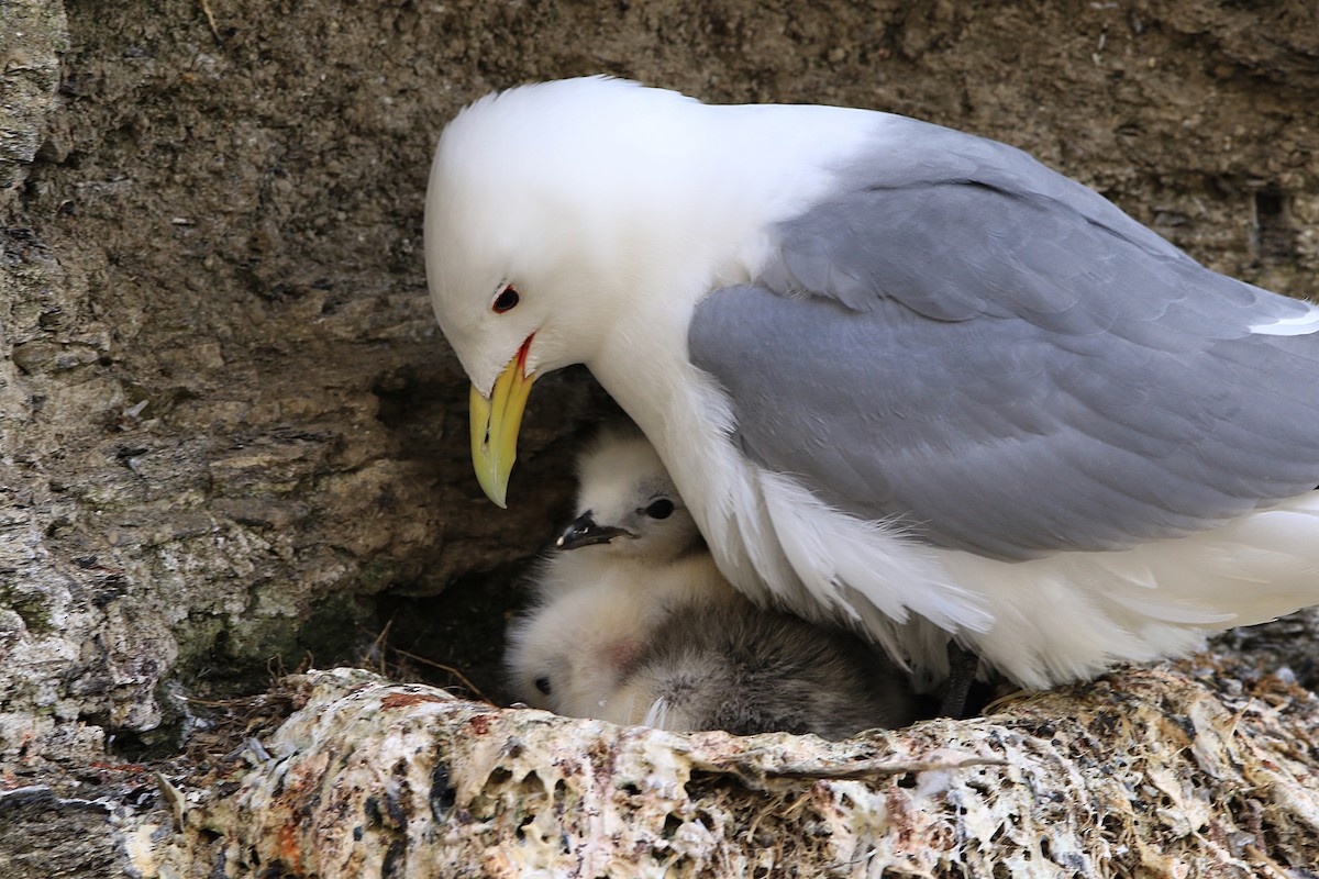 Kara Ayaklı Martı - ML646599558