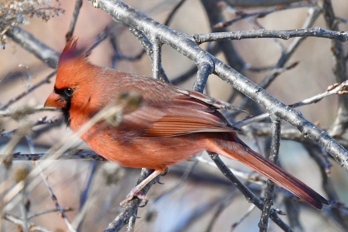 Northern Cardinal - ML646599559