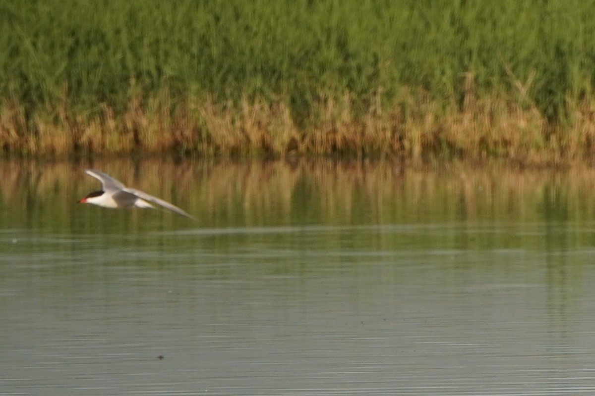 Common Tern - ML646599562