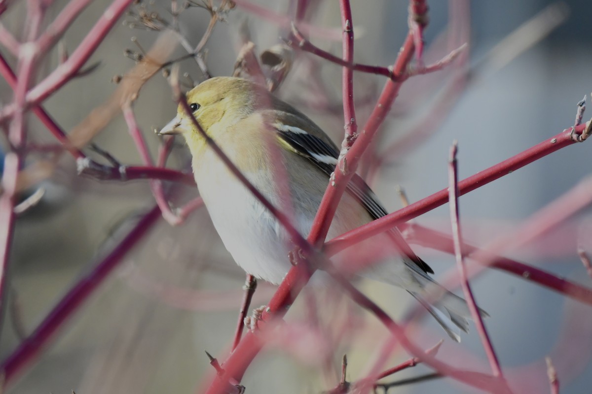 American Goldfinch - ML646599563