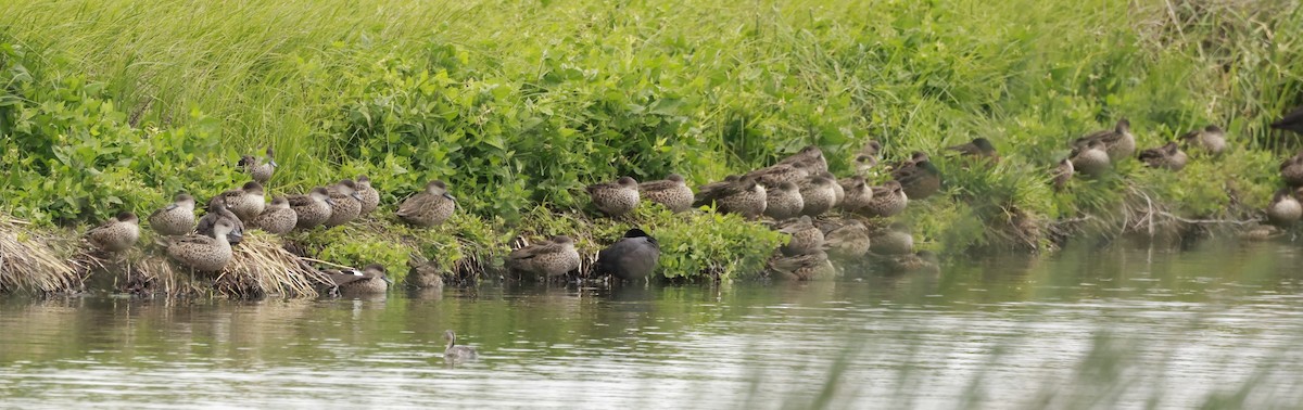 Gray Teal - ML646599565